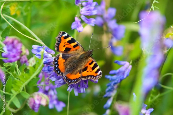 Fototapeta tortoishell