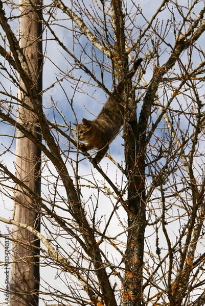 Obraz Cat climbing a tree looking down in fear
