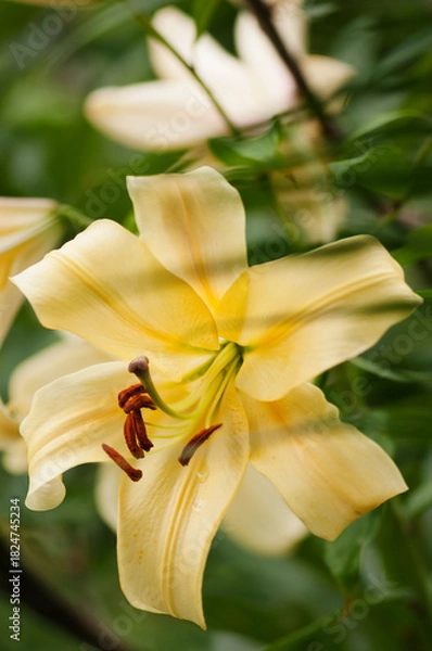 Obraz Soft Yellow Flower of Giant Orienpet Tree Lily Honeymoon