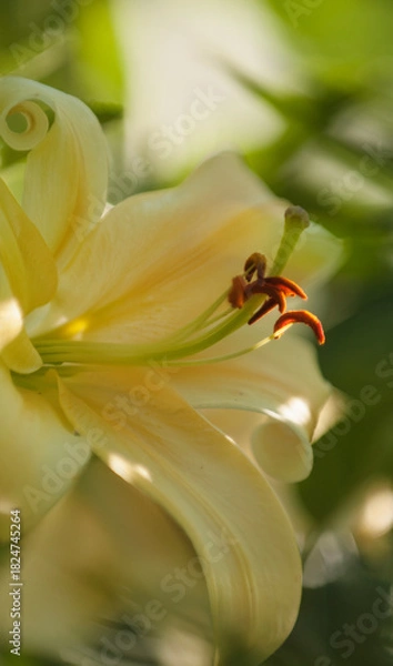 Obraz Soft Yellow Flower of Giant Orienpet Tree Lily Honeymoon