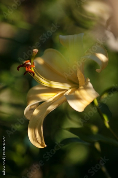 Obraz Soft Yellow Flower of Giant Orienpet Tree Lily Honeymoon
