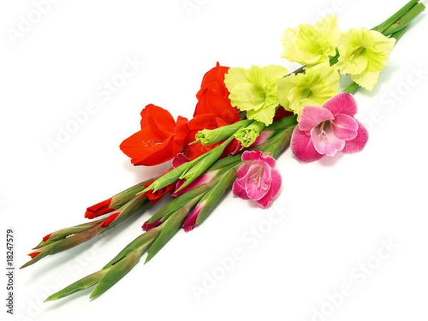 Obraz Colourful gladiolus