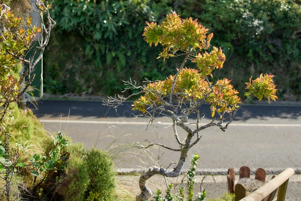 Fototapeta Small decorative tree with green foliage in Azores greenery