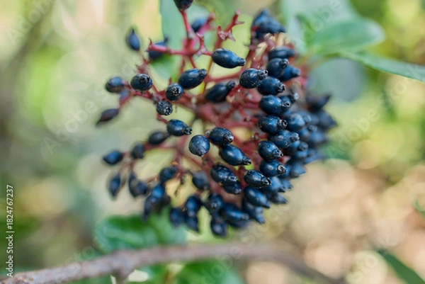 Obraz Cluster of dark berries on wild plant, Flores Island, Azores