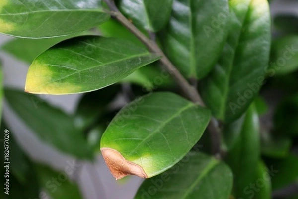Obraz Zamioculcas zamiifolia (Zanzibar Gem) with yellow and brown leaves, sign of plant distress. Plant needing care. Yellow leaf, brown leaf.
