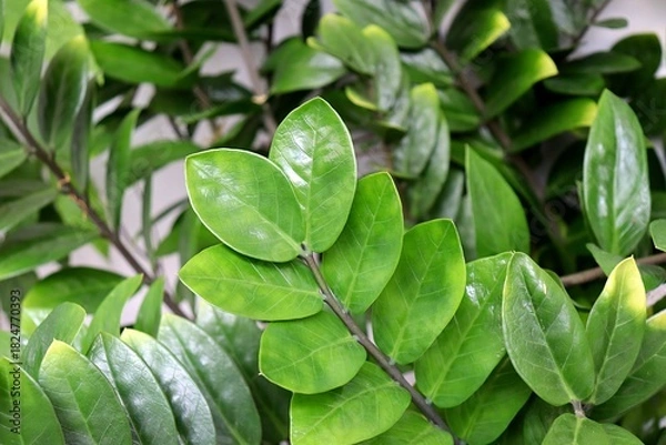 Obraz Zamioculca. Indoor decorative Zamioculca plant. Zamioculcas zamiifolia (Zanzibar Gem) in a pot, known as Fortune Plant. 