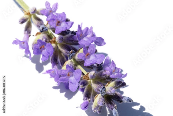 Obraz A close-up of a lavender sprig with vibrant purple blossoms. Clean white backdrop highlights delicate petals, and serene natural beauty suitable for nature, garden, wellness, and spa uses.