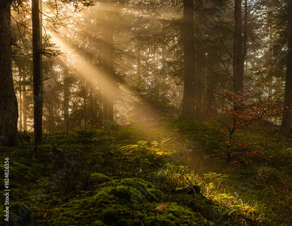 Obraz autumn sunrise