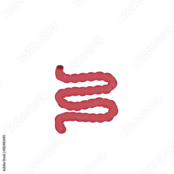 Obraz intestine human vector illustration