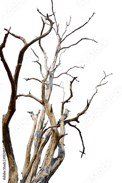 Obraz Dead tree isolated on white background