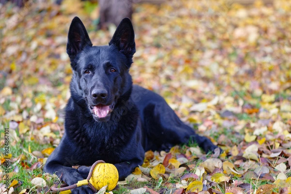 Obraz Black German shepherd