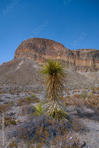 Fototapeta Giant Dagger Yucca in a Desert Landscape