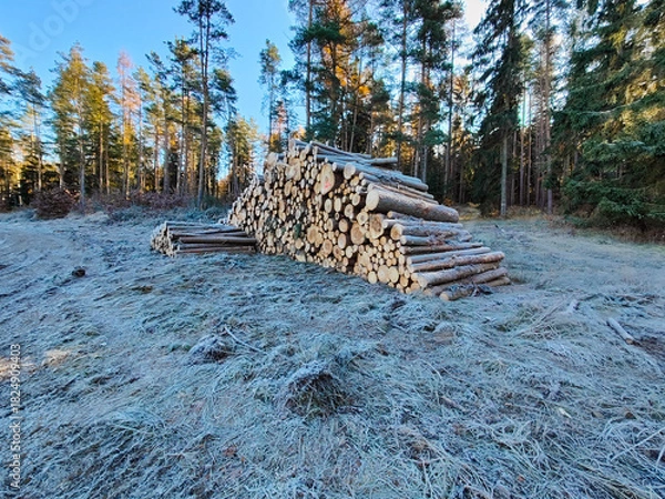 Obraz A pile of logs sitting on top of a snow covered field