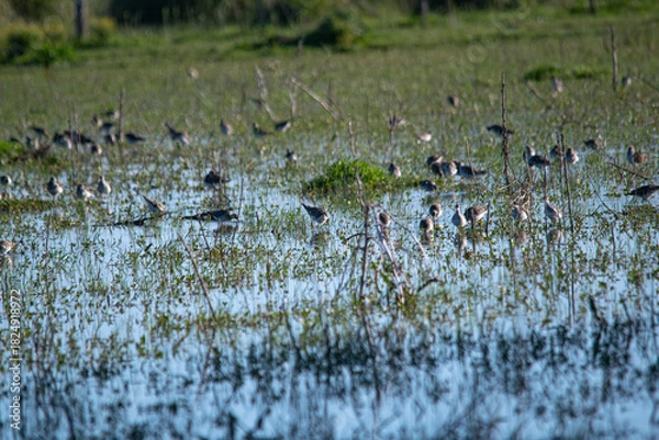 Obraz Tringa flavipes on the flooded pasture fiels