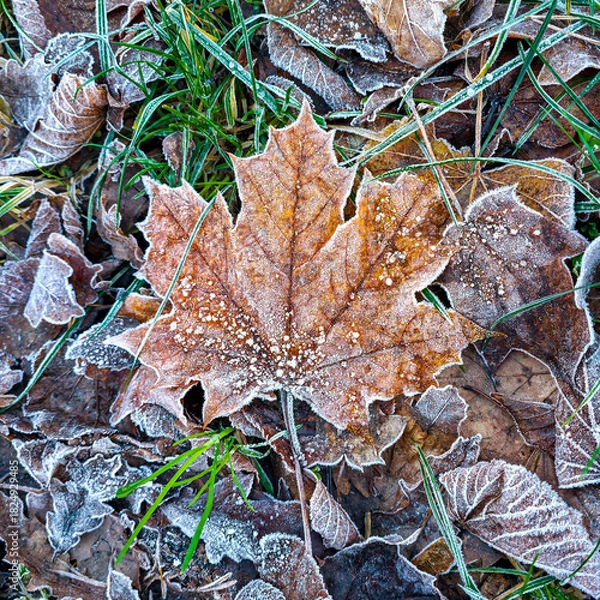 Fototapeta Frost-covered maple leaf lying on frozen autumn ground with delicate ice crystals and morning dew
