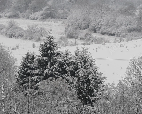 Obraz Clump of snow-covered evergreen trees standing out against a vast, white, snowy winter landscape.