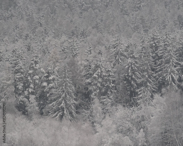 Fototapeta Dense evergreen forest blanketed in fresh snow, creating a beautiful winter wonderland landscape.