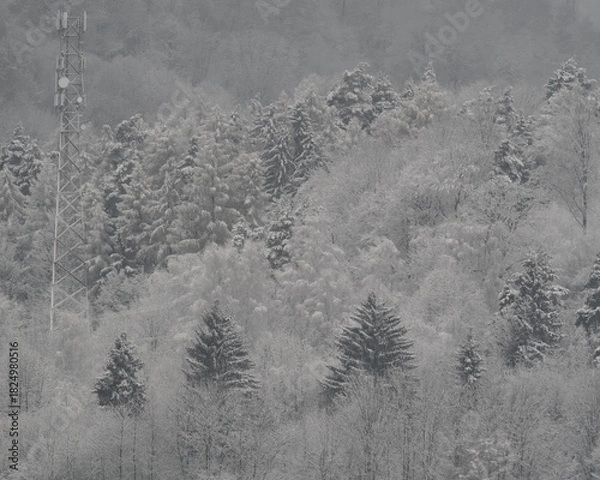Fototapeta Dense evergreen forest blanketed in fresh snow, creating a beautiful winter wonderland landscape.