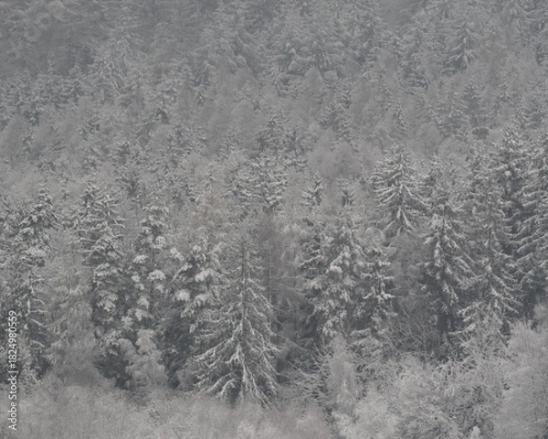 Fototapeta Dense evergreen forest blanketed in fresh snow, creating a beautiful winter wonderland landscape.