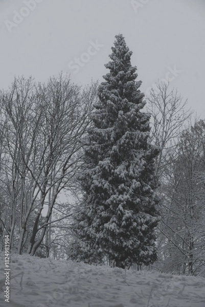 Obraz Tall evergreen tree covered in fresh snow, standing out against bare deciduous trees in winter.