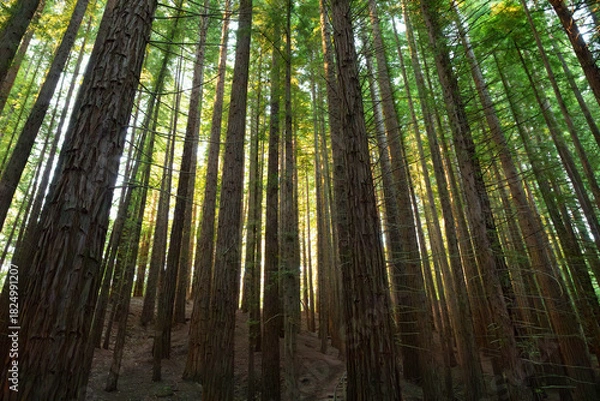 Fototapeta Sequoia forest of Cabezon de la Sal, Cantabria