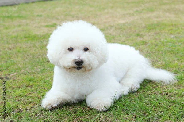 Obraz ビションフリーゼ