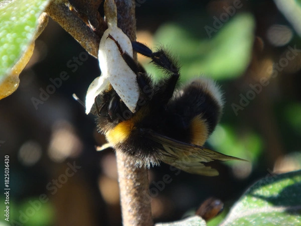 Obraz Buff-tailed bumble bee (Bombus terrestris), winter-active bumble bee feeding on oleaster