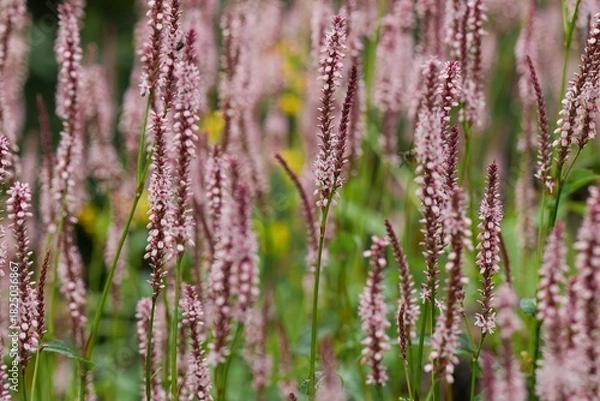 Fototapeta A serene field of blooming pink flowers swaying gently in the breeze, creating a picturesque, tranquil botanical scene.