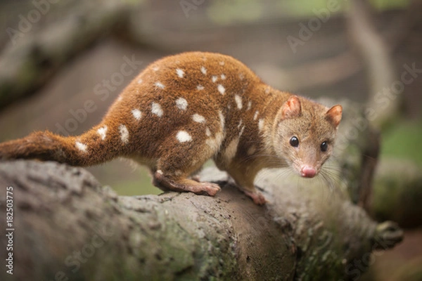 Obraz Tiger Quoll