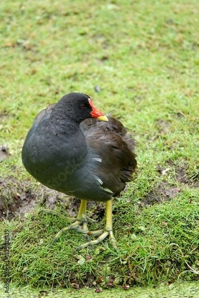 Fototapeta A vibrant common moorhen is standing alert on a patch of green grass with its plumage contrasting the nature around it.