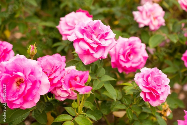 Fototapeta 薔薇(うらら)