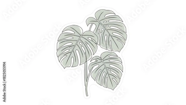 Obraz A simple, stylized drawing of three Monstera plant leaves (often called a Swiss Cheese Plant) in a muted, light gray-green color with black outlines, set against a white background.
