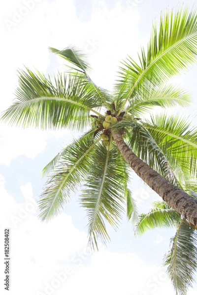 Fototapeta ハワイ　ヤシの木