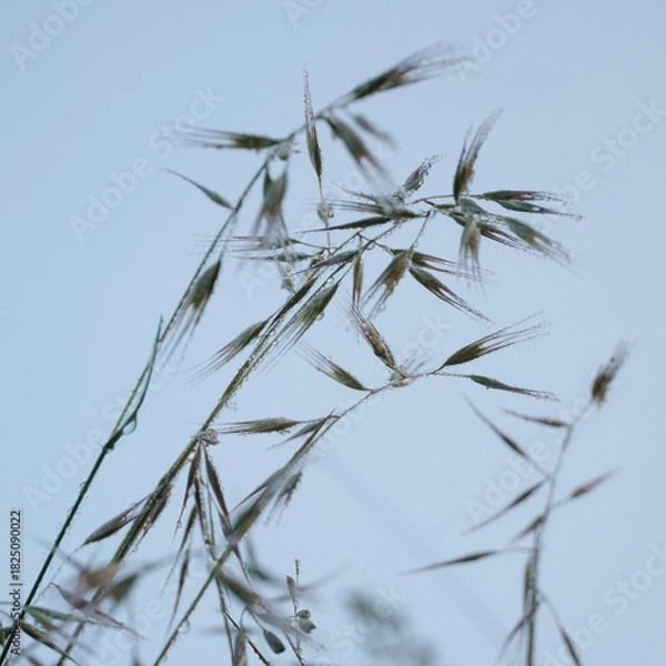 Obraz A close up of a grass with dew drops on it