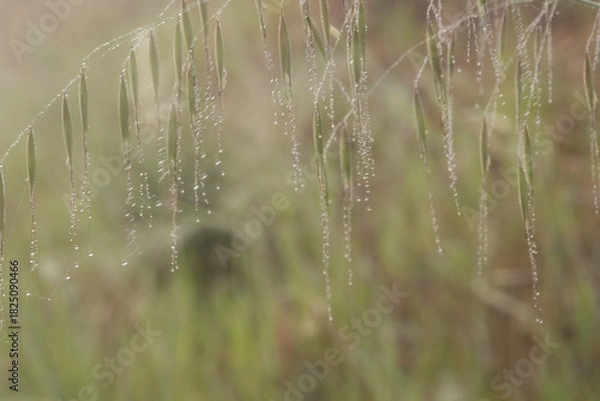 Obraz Water droplets on a grass in the early morning
