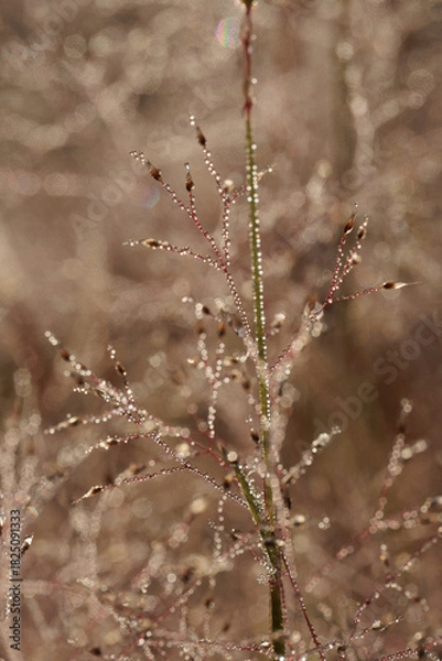 Obraz A field of brown grass with a few drops of water on it