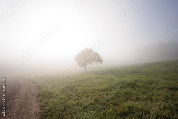 Obraz A tree stands alone in a foggy field