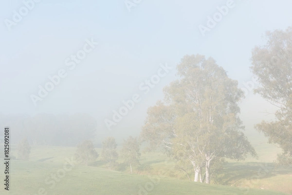 Obraz A foggy morning in a field with trees