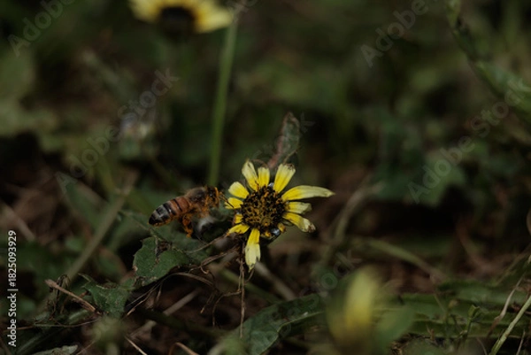 Obraz A yellow flower with a bee on it