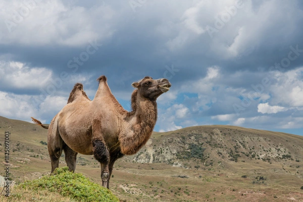 Obraz Proud camel in the mountains under the clouds. Road Lagich - Pirkuli. Southern slopes of the Greater Caucasian Range. Azerbaijan nature.