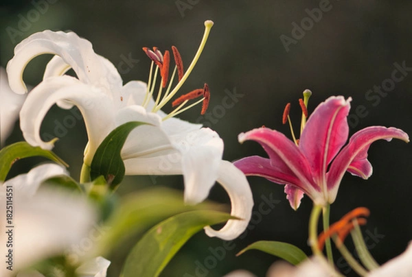 Obraz Pristine White Oriental Lilies Casablanca and Stargazer in Bloom in Summer Garden