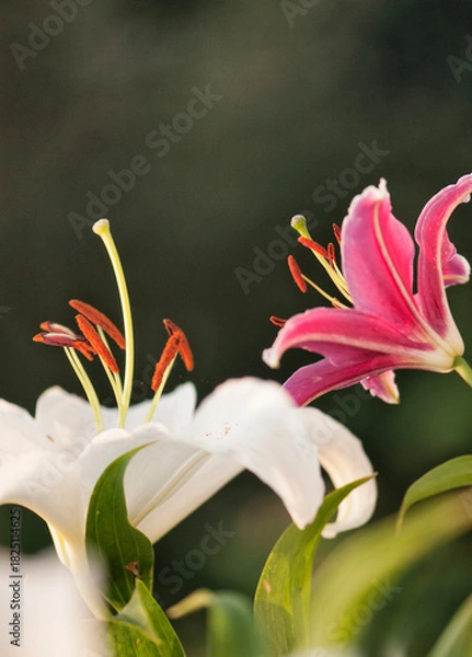 Obraz Pristine White Oriental Lilies Casablanca and Stargazer in Bloom in Summer Garden