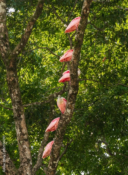 Obraz Large group of Pink Roseate Spoonbill birds perched on tree limb in Costa Rica in the Tortuguero National Park