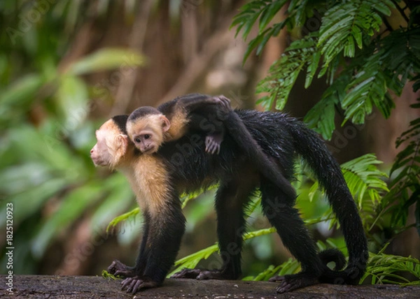 Fototapeta Close up of a family or group of white faced Capuchin Monkeys interacting with infant clinging to parent in Tortuguero National Park