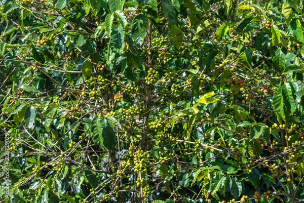 Obraz Close up of coffee beans ripening on bush in Cartago province Costa Rica with red beans ready for harvest
