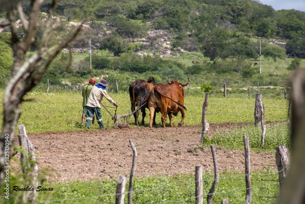 Obraz Arando terra