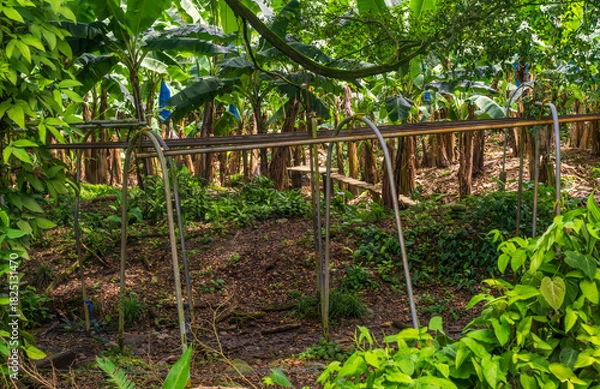 Obraz Raised railway track to run banana bunches to processing plant from the plantation in Limon province of Costa Rica