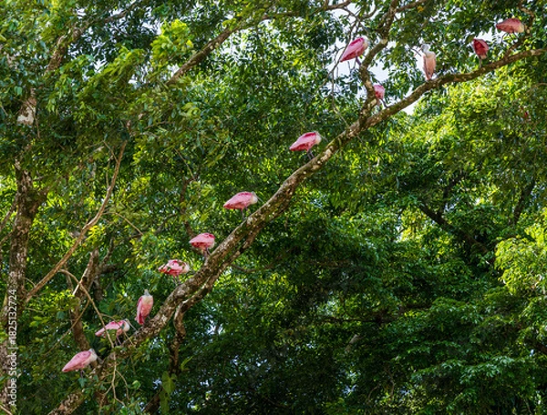 Obraz Large group of Pink Roseate Spoonbill birds perched on tree limb in Costa Rica in the Tortuguero National Park