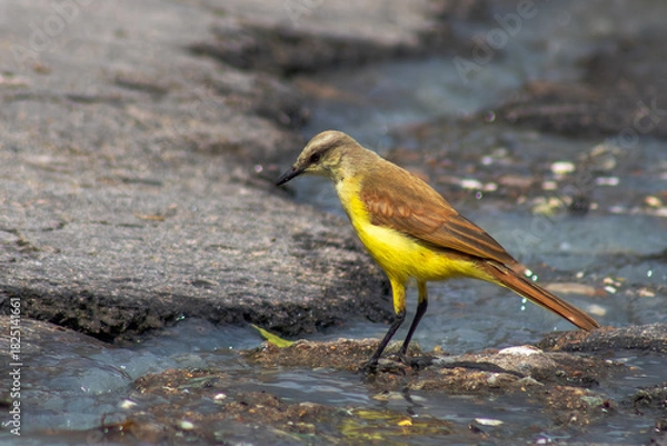 Obraz Suiriri-cavaleiro
