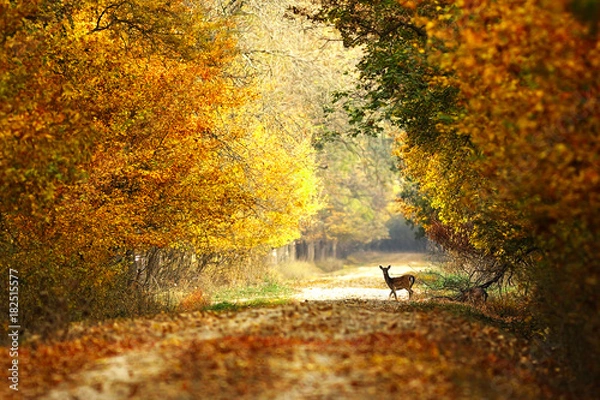 Obraz piękny widok na leśną drogę